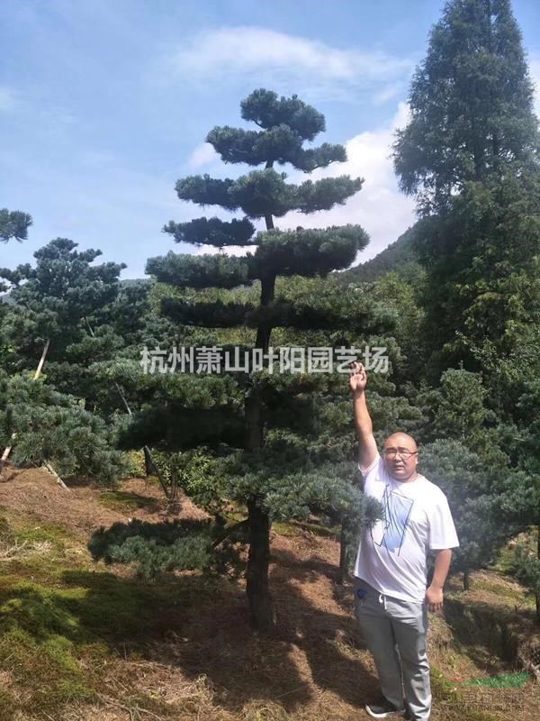 供应各规格精品五针松造型 以及毛培树