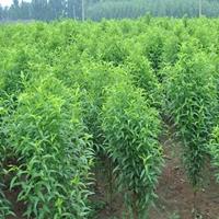 长期出售分枝点80公分以上碧桃树多少钱一棵 碧桃树数量巨大 欢迎选购