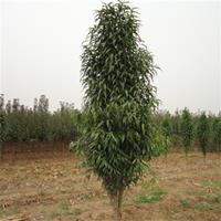 清地处理5公分撒金碧桃价格 碧桃树规格*
