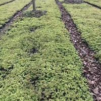 酢浆草批发基地 酢浆草工程苗 酢浆草价格 紫叶 酢浆草基地