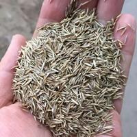 批发紫羊茅种子