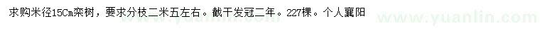 求购米径15公分栾树