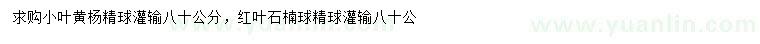 求购80公分小叶黄杨球、红叶石楠球