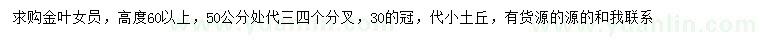 求购高60公分以上金叶女贞