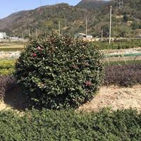 2019年江苏茶花 茶花农户直销 茶花实拍新报价