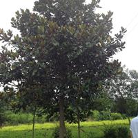 大小规格江苏广玉兰 广玉兰价格基地