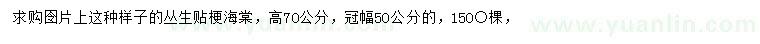 求购高70公分丛生贴梗海棠