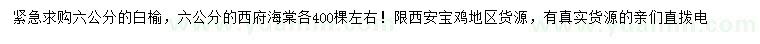 求购6公分白榆、西府海棠