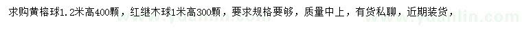 求购高1.2米黄榕球、高1米红继木球