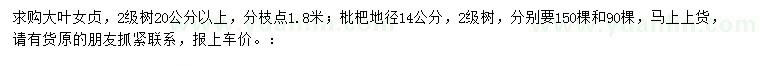 求购20公分以上大叶女贞、地径14公分枇杷