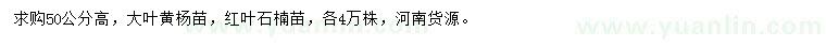 求购高50公分大叶黄杨苗、红叶石楠苗