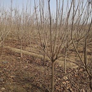 黄栌 河北黄栌 黄栌图片 黄栌小苗 黄栌价格 黄栌基地