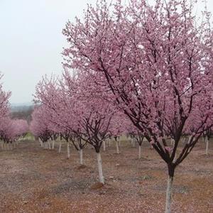 美人梅、珍珠梅、樱花、紫荆、紫薇、紫叶桃、紫叶李、碧桃