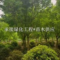 元宝枫 成都基地大量出售