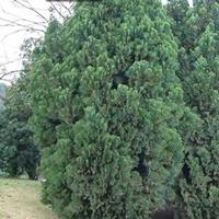 农户供应1.2米侧柏好的货源 侧柏直销基地