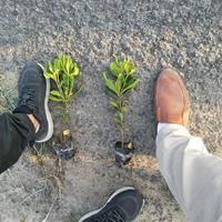 海桐小杯/海桐营养杯大量供应