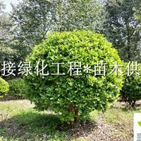 欧洲荚蒾球 成都自有2000亩基地