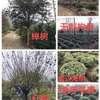 榉树、红梅、红叶石楠树；无刺枸骨球、龟甲冬青球、金边海桐球