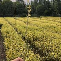 自家基地种植金禾女贞小苗.低价大量出售金禾女贞小苗.