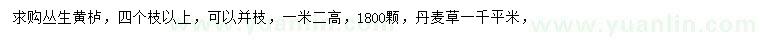 求购高1.2米丛生黄栌、丹麦草