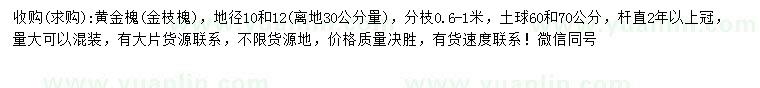 求购30量10、12公分黄金槐