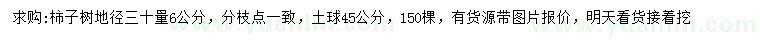 求购地径30量6公分柿子树