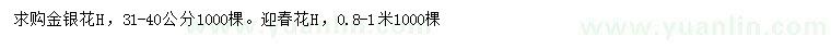 求购高31-40公分金银花、高0.8-1米迎春花