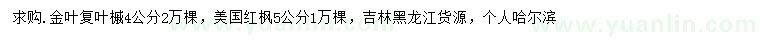 求购4公分金叶复叶槭、5公分美国红枫