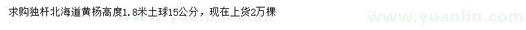 求购高1.8米北海道黄杨