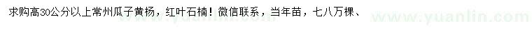 求购高30公分以上瓜子黄杨、红叶石楠