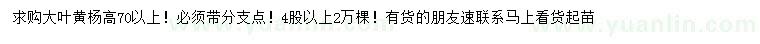 求购高70公分以上大叶黄杨