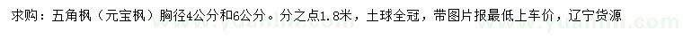 求购胸径4、6公分五角枫（元宝枫）