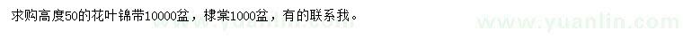 求购高50公分花叶锦带、棣棠