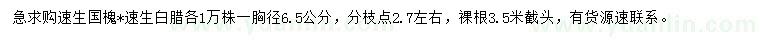 求购胸径6.5公分速生国槐、速生白腊