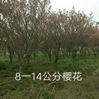 优质特价8-14公分樱花产地直销