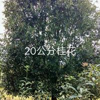 2019年湖北20公分桂花新报价