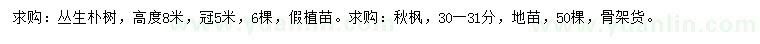 求购高8米丛生朴树、30-31公分秋枫