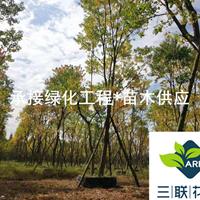 丛生乌桕 成都基地控根器培植  熟货