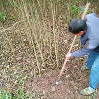 基地批发泸州南溪叙州高县木芙蓉苗、黄花风铃木苗、红玉兰小苗