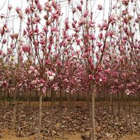 泸州遵义自贡木红玉兰基地批发：木芙蓉苗、黄花风铃木小苗价格