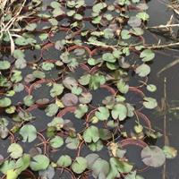 四川睡莲种植基地.哪里有睡莲荷花出售.睡莲基地批发价格