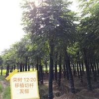 湖南益阳香樟栾树桂花广玉兰朴树乐昌含笑水杉池杉落羽杉香橼