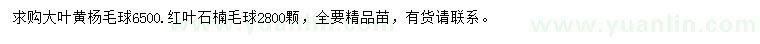 求购大叶黄杨毛球、红叶石楠毛球