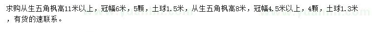 求购高8、11米以上从生五角枫