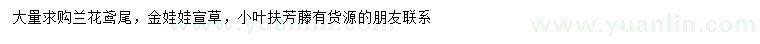 求购兰花鸢尾、金娃娃宣草、小叶扶芳藤