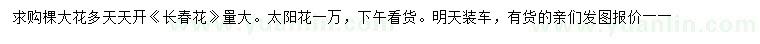 求购长春花、太阳花