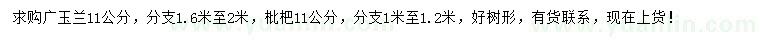 求购11公分广玉兰、枇杷