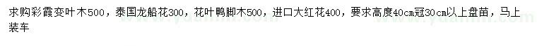 求购彩霞变叶木、泰国龙船花、花叶鸭脚木等