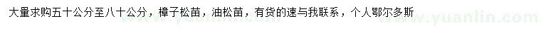 求购50-80公分樟子松苗、油松苗