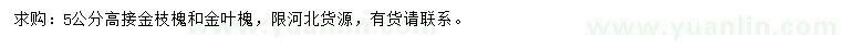 求购5公分金枝槐、金叶槐